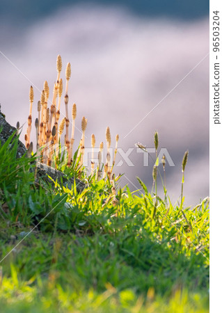 Horsetail in early spring is energetic (image of spring color) Horsetail in early spring is energetic (image of spring color) 96503204
