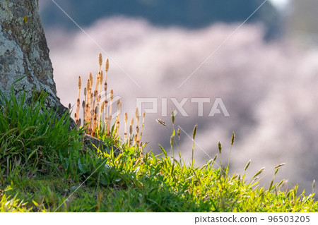 Horsetail in early spring is energetic (image of spring color) Horsetail in early spring is energetic (image of spring color) 96503205