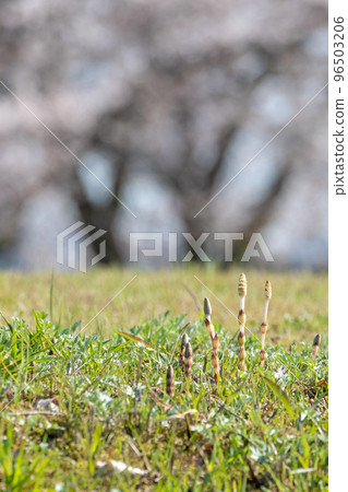 Horsetail in early spring is energetic (image of spring color) Horsetail in early spring is energetic (image of spring color) 96503206
