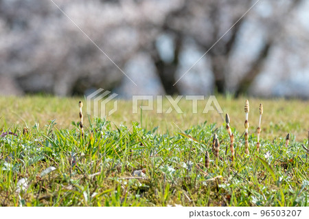 Horsetail in early spring is energetic (image of spring color) Horsetail in early spring is energetic (image of spring color) 96503207