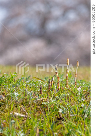 Horsetail in early spring is energetic (image of spring color) 96503209