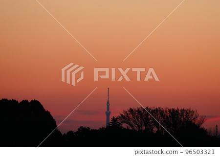 Morning sky tree 96503321