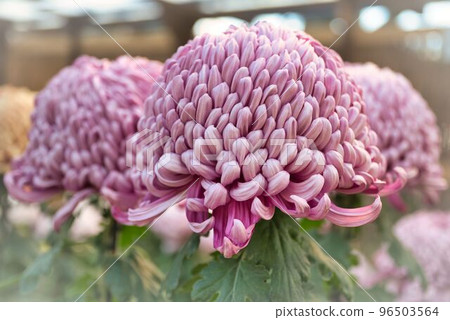 Super large serving of thick chrysanthemum Super large serving of thick chrysanthemum 96503564