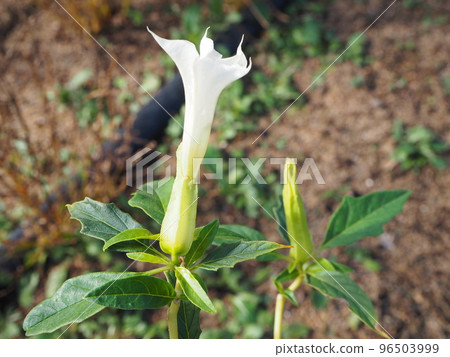 White Flower Korean Morning Glory Datura Ipomoea White Flower Korean Morning Glory Datura Ipomoea 96503999