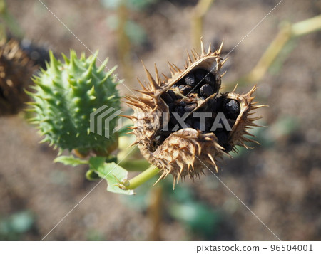 White Flower Korean Morning Glory Datura Ipomoea White Flower Korean Morning Glory Datura Ipomoea 96504001