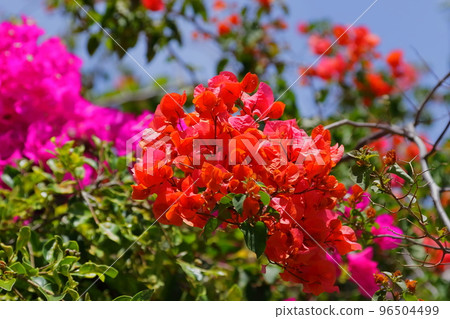 Red tropical flower, Bougainvillea Red tropical flower, Bougainvillea 96504499