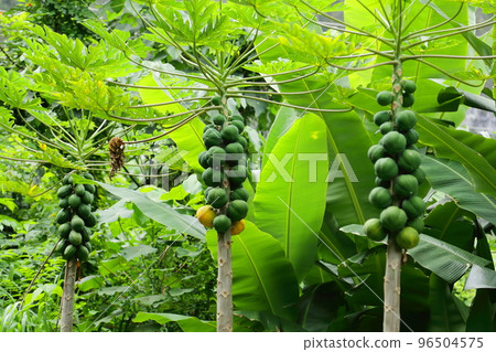 夏威夷胡同木瓜樹和水果 夏威夷胡同木瓜樹和水果 96504575