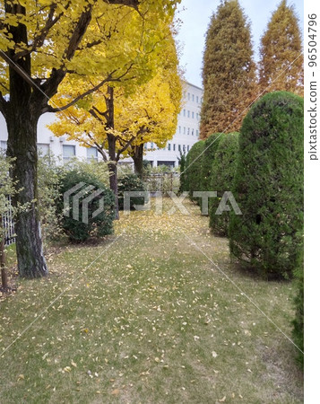 秋天的城市公園，紅葉的綠洲 96504796