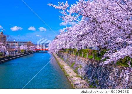 京都岡崎清水的櫻花 96504988