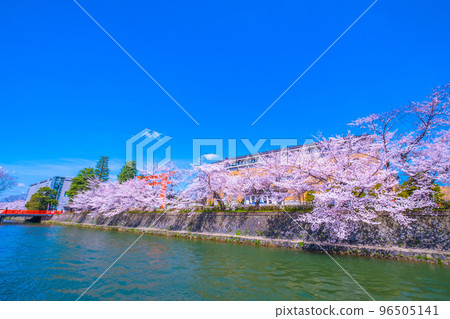 京都岡崎清水的櫻花 京都岡崎清水的櫻花 96505141