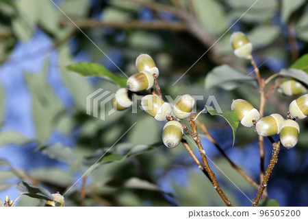 Fruit of a foxtail Fruit of a foxtail 96505200