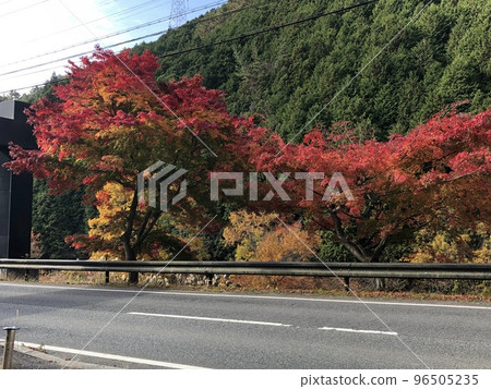 Autumn leaves of Yoshino Doro River 2 Autumn leaves of Yoshino Doro River 2 96505235