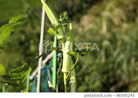 Okra Okra 96505243