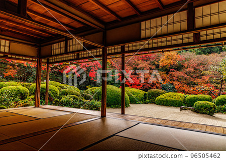 Shisendo Momiji Shisendo Momiji 96505462