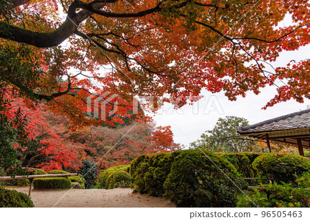Shisendo Momiji Shisendo Momiji 96505463