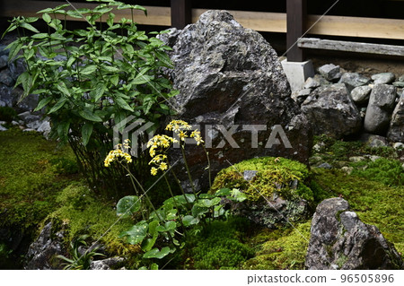 Blue axis celestial star in the courtyard of Kochidani Amidaji Temple Blue axis celestial star in the courtyard of Kochidani Amidaji Temple 96505896