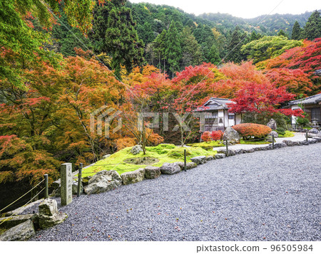 The precincts of Kochidani Amidaji Temple with autumn leaves 96505984