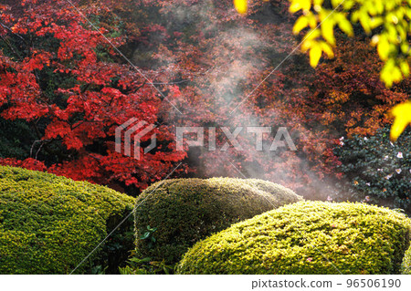 Shisendo Momiji Shisendo Momiji 96506190