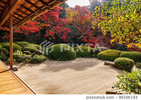Shisendo Momiji Shisendo Momiji 96506193