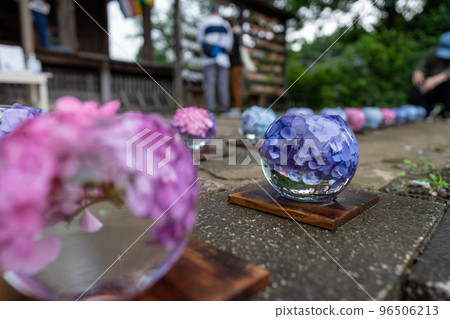 作為大波斯菊寺而聞名的般若寺的繡球花洗水 96506213