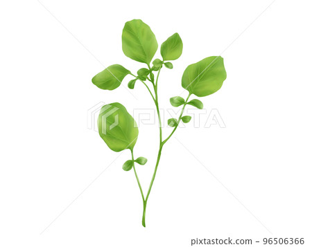 Watercress realistic watercolor illustration 96506366