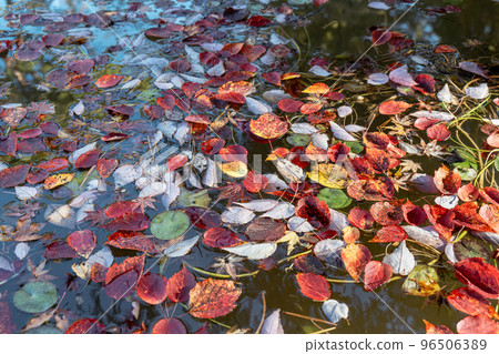 Fallen leaves floating in the pond 96506389