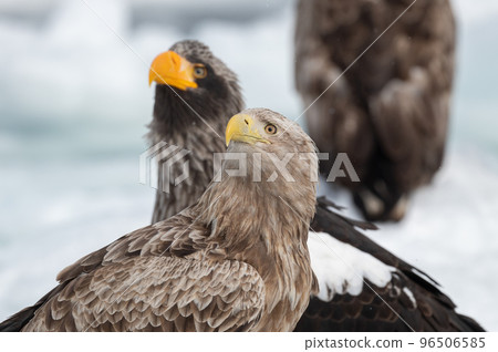 Shiretoko winter Shiretoko winter 96506585