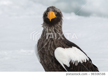 知床冬天 96506586