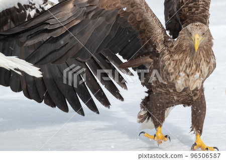 知床冬天 96506587