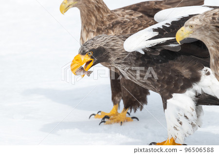 Shiretoko winter Shiretoko winter 96506588