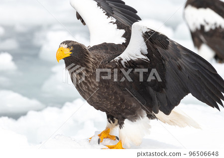 知床冬天 96506648