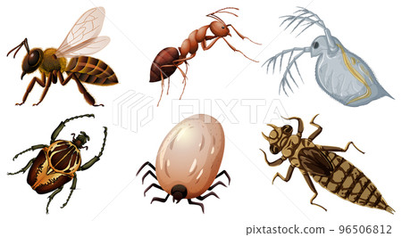 Set of different kinds of insects 96506812