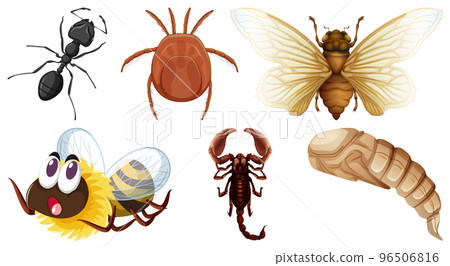 Set of different kinds of insects 96506816