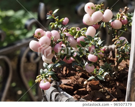 happy berry peach fruit 96507379