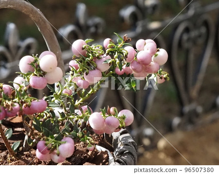 happy berry peach fruit 96507380
