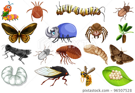 Different kinds of insects collection Different kinds of insects collection 96507528