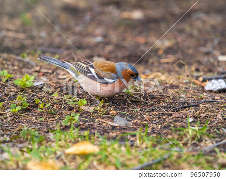 Common chaffinch, Fringilla coelebs, sits on a green lawn in spring. Common chaffinch in wildlife. 96507950