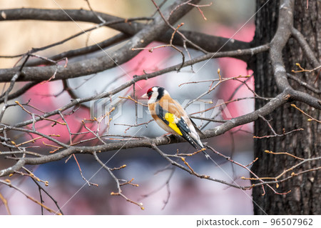 The European goldfinch or simply the goldfinch, Carduelis carduelis, sits on a branch in spring on green background. The European goldfinch in wildlife. The European goldfinch or simply the goldfinch, Carduelis carduelis, sits on a branch in spring on green background. The European goldfinch in wildlife. 96507962