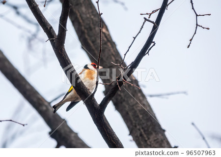 The European goldfinch or simply the goldfinch, Carduelis carduelis, sits on a branch in spring on green background. The European goldfinch in wildlife. 96507963