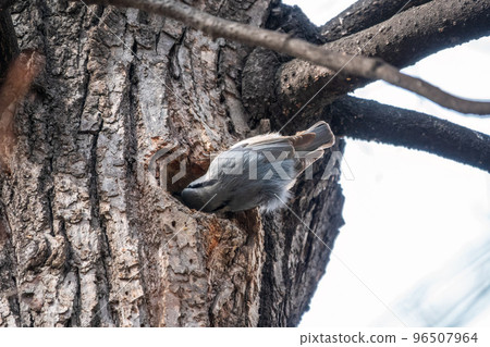 Eurasian nuthatch or wood nuthatch, lat. Sitta europaea, sitting on a tree trunk with a blurred background. Eurasian nuthatch or wood nuthatch, lat. Sitta europaea, sitting on a tree trunk with a blurred background. 96507964