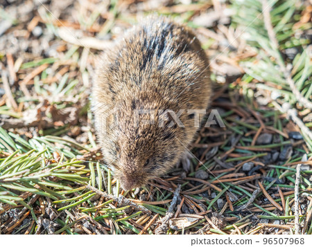 A closeup of a Common vole, Microtus arvalis, on the ground with a blurry background A closeup of a Common vole, Microtus arvalis, on the ground with a blurry background 96507968