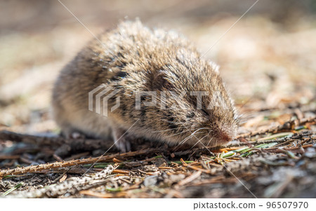 A closeup of a Common vole, Microtus arvalis, on the ground with a blurry background A closeup of a Common vole, Microtus arvalis, on the ground with a blurry background 96507970
