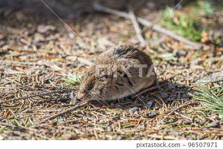 A closeup of a Common vole, Microtus arvalis, on the ground with a blurry background A closeup of a Common vole, Microtus arvalis, on the ground with a blurry background 96507971