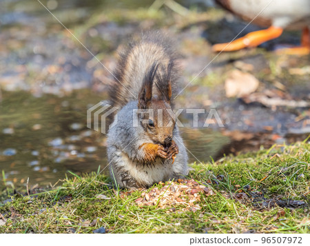 Squirrel in autumn or spring with nut on the green grass with fallen yellow leaves Squirrel in autumn or spring with nut on the green grass with fallen yellow leaves 96507972