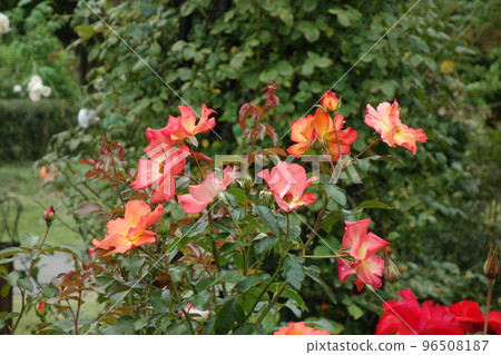 Red flower Red flower 96508187