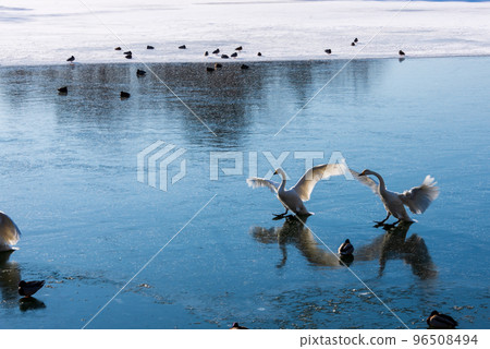 冬天湖上的天鵝 96508494