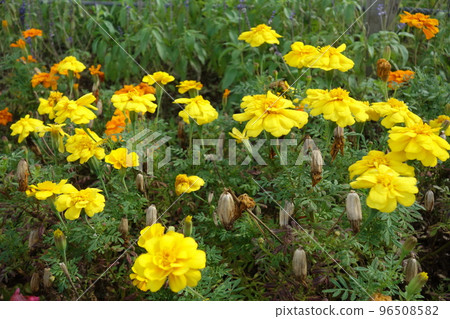 Marigold Marigold 96508582
