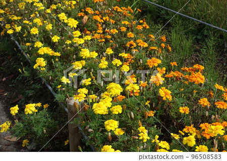 Marigold Marigold 96508583