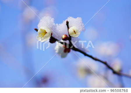 雪堆在白梅花上 雪堆在白梅花上 96508768