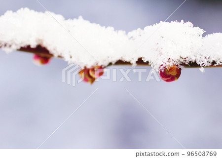 雪堆在梅芽上 96508769